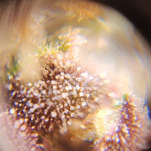 Gorilla Auto growlog timeline photo