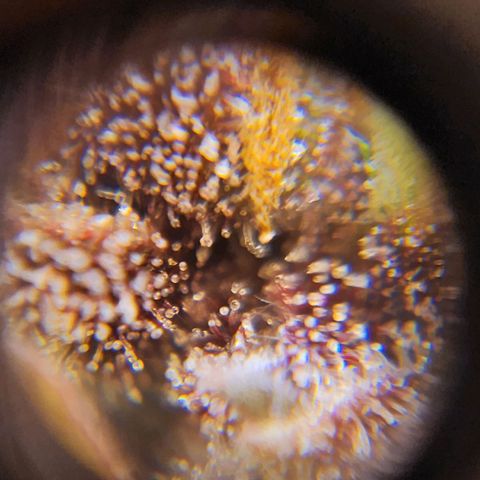 Gorilla Auto growlog timeline photo