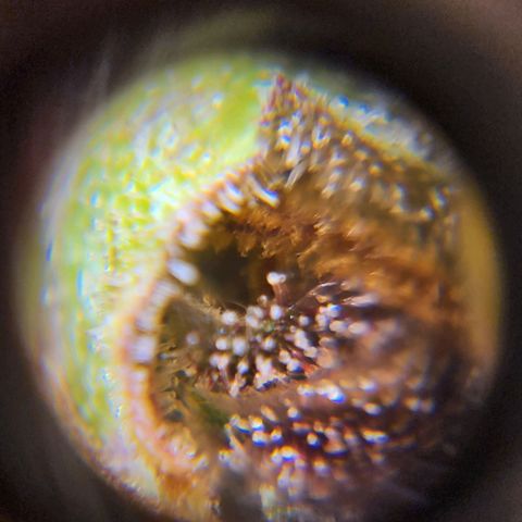 Gorilla Auto growlog timeline photo