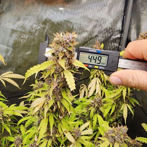 Gorilla Auto growlog timeline photo
