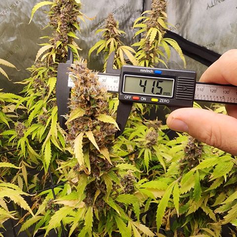 Gorilla Auto growlog timeline photo