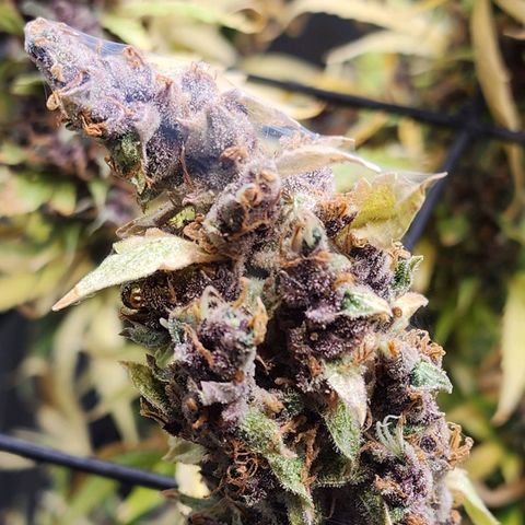 Gorilla Auto growlog timeline photo