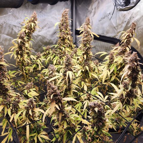 Gorilla Auto growlog timeline photo