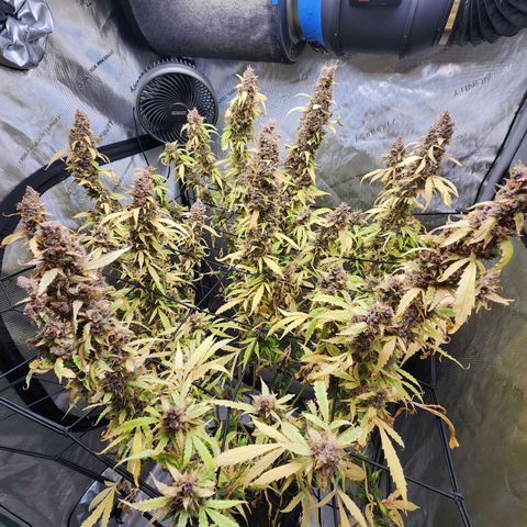 Gorilla Auto growlog timeline photo