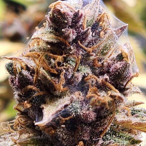 Gorilla Auto growlog timeline photo