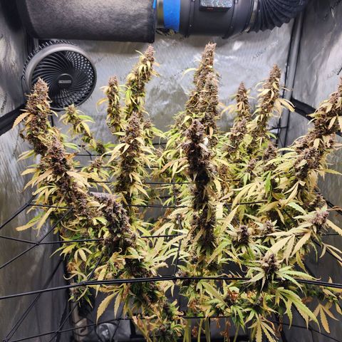 Gorilla Auto growlog timeline photo