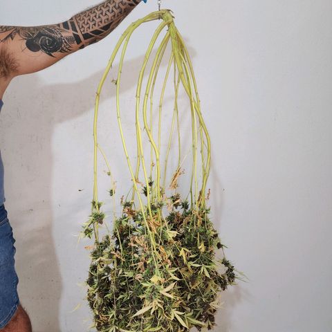 Gorilla Auto growlog timeline photo