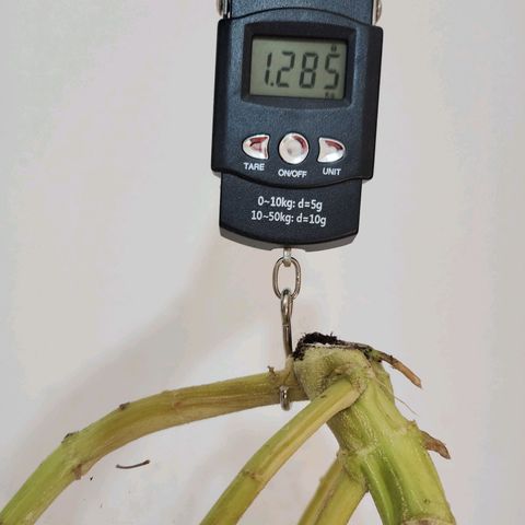 Gorilla Auto growlog timeline photo