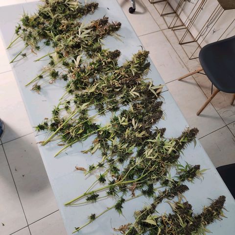 Gorilla Auto growlog timeline photo