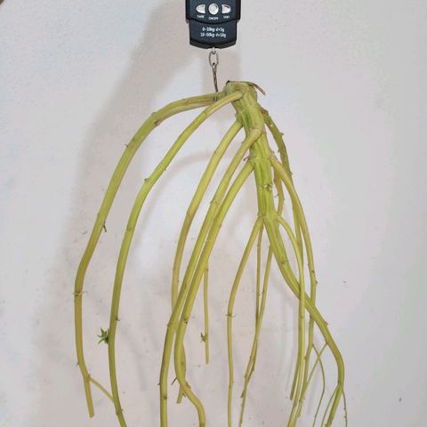 Gorilla Auto growlog timeline photo