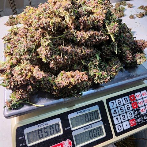 Gorilla Auto growlog timeline photo