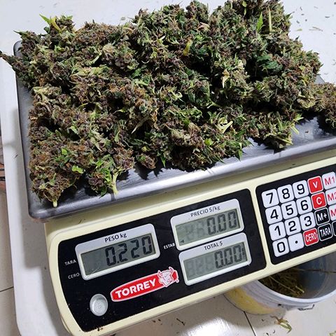 Gorilla Auto growlog timeline photo