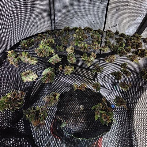 Gorilla Auto growlog timeline photo