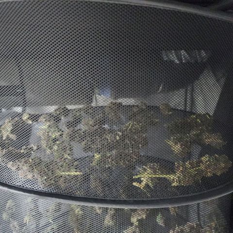 Gorilla Auto growlog timeline photo