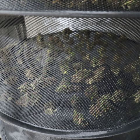 Gorilla Auto growlog timeline photo