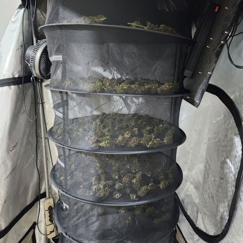 Gorilla Auto growlog timeline photo