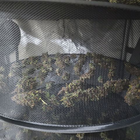 Gorilla Auto growlog timeline photo