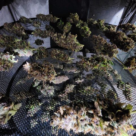 Gorilla Auto growlog timeline photo