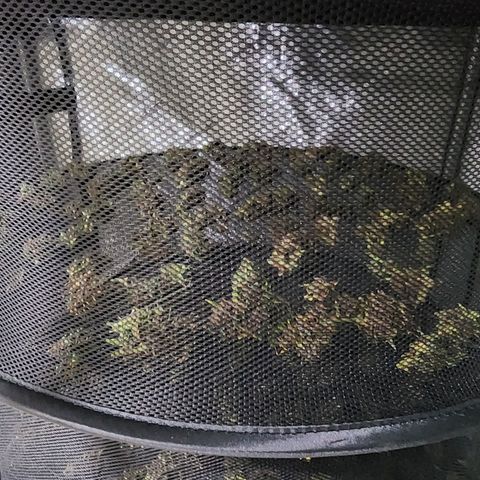 Gorilla Auto growlog timeline photo
