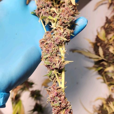 Gorilla Auto growlog timeline photo