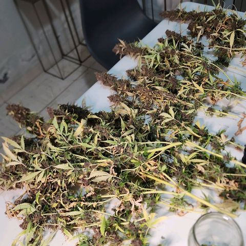 Gorilla Auto growlog timeline photo