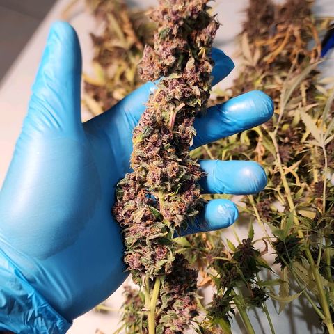 Gorilla Auto growlog timeline photo