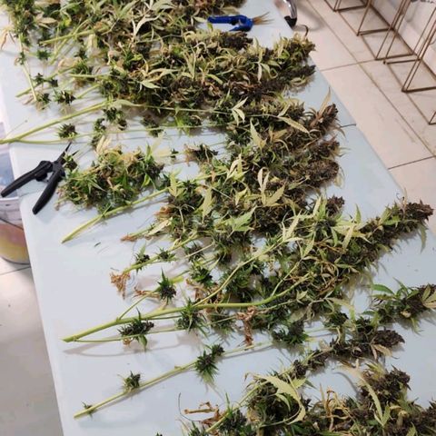 Gorilla Auto growlog timeline photo