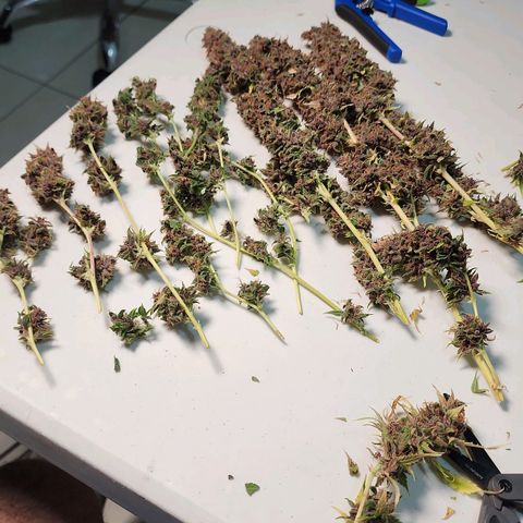 Gorilla Auto growlog timeline photo