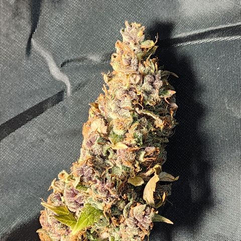 Gorilla Auto growlog timeline photo