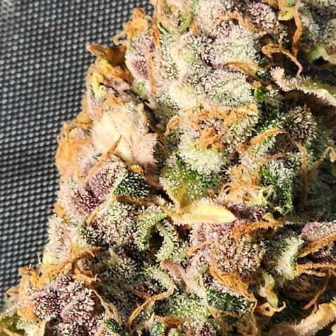 Gorilla Auto growlog timeline photo