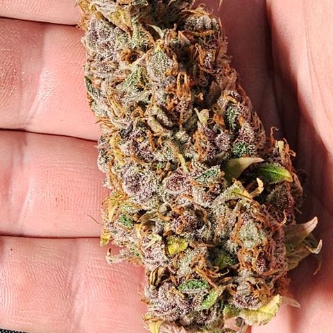 Gorilla Auto growlog timeline photo