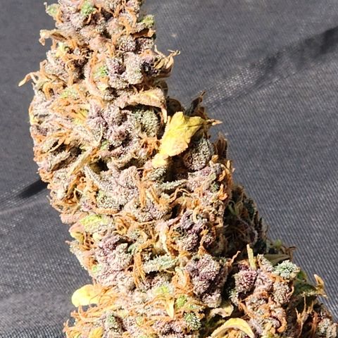 Gorilla Auto growlog timeline photo
