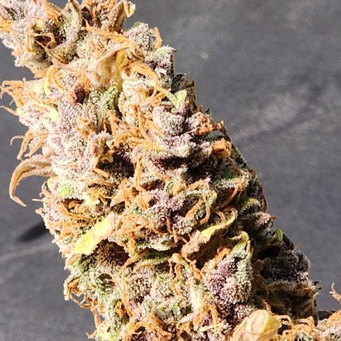 Gorilla Auto growlog timeline photo
