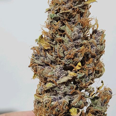 Gorilla Auto growlog timeline photo