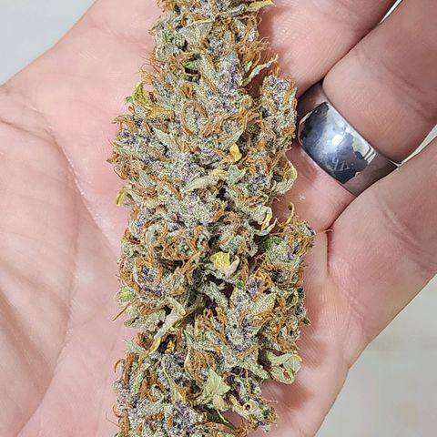 Gorilla Auto growlog timeline photo
