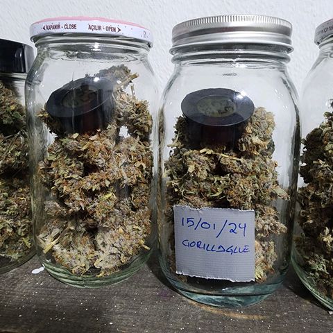 Gorilla Auto growlog timeline photo