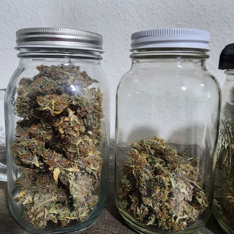 Gorilla Auto growlog timeline photo