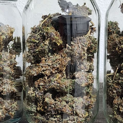 Gorilla Auto growlog timeline photo