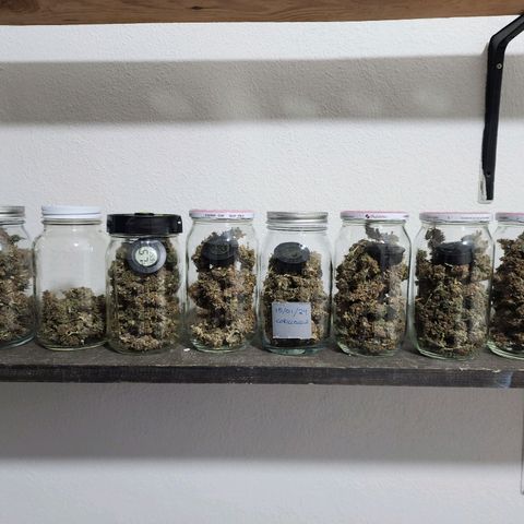 Gorilla Auto growlog timeline photo
