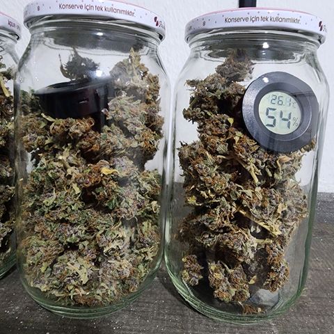 Gorilla Auto growlog timeline photo