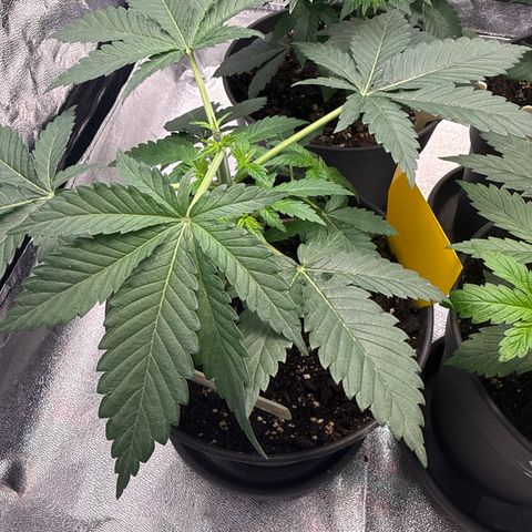 Planet Lemon #1 growlog timeline photo