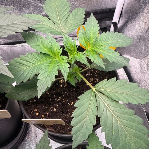 Chicken n‘ Waffelz #2 growlog timeline photo