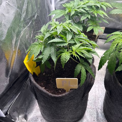 Planet Lemon #1 growlog timeline photo