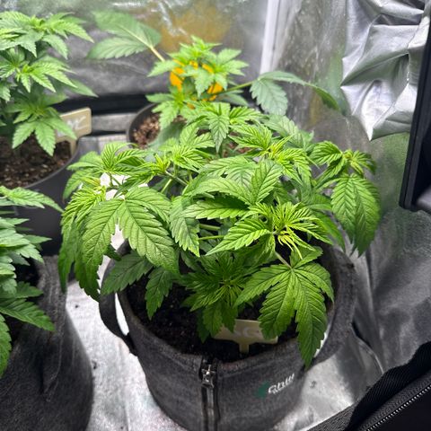 Squirt #1 growlog timeline photo