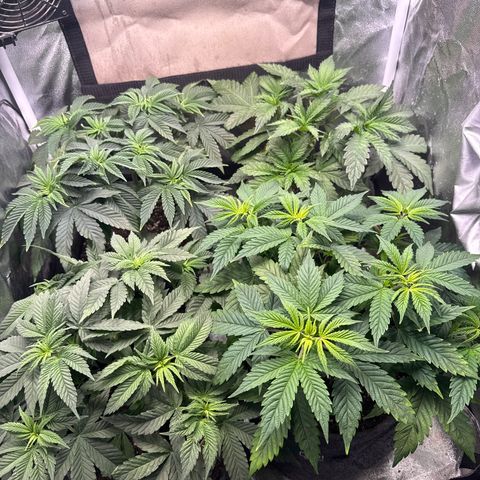 Planet Lemon #1 growlog timeline photo