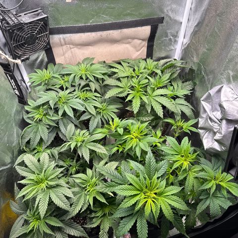 Planet Lemon #1 growlog timeline photo