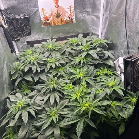 Planet Lemon #1 growlog timeline photo