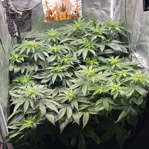 Planet Lemon #1 growlog timeline photo