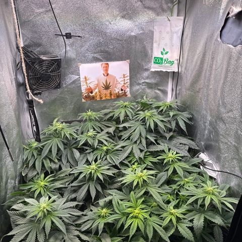 Planet Lemon #1 growlog timeline photo