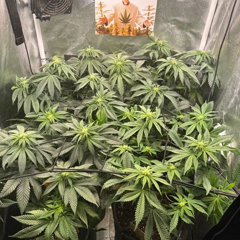 Planet Lemon #1 growlog timeline photo